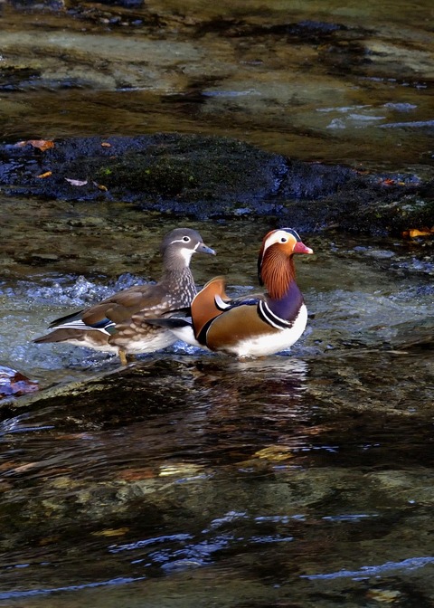 オシドリ♂♀0239 - コピー