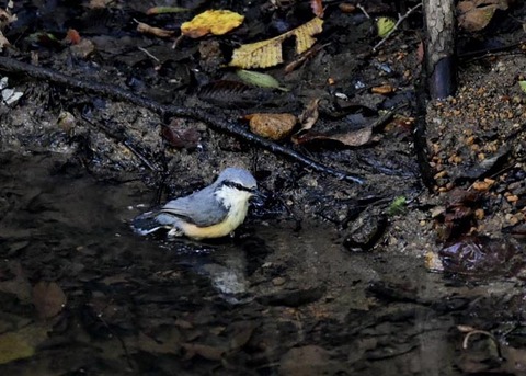 コ゜シ゜ュウカラ7690