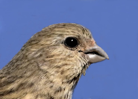 ベニマシコ♀4002