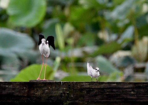 クロハラアジサシ幼鳥2930