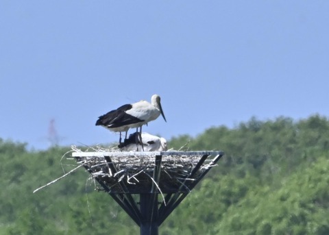 コウノトリ0257