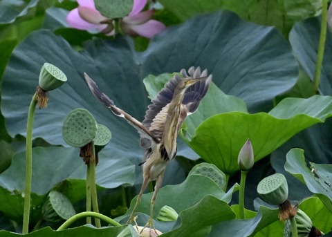 ヨシゴイ♀9567