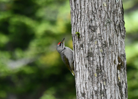 ヤマゲラ1502
