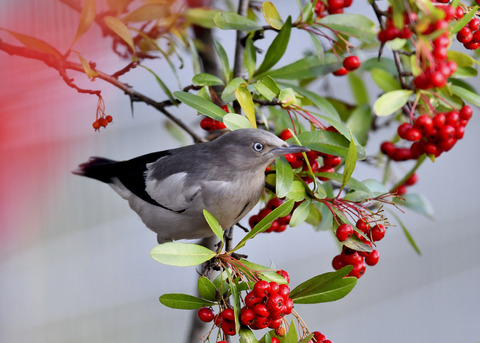 カラムクドリ1278