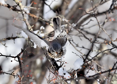 ノハラツグミ3760