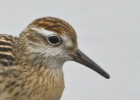 ウズラシギ3001(3418)