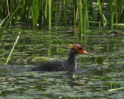 オオバンのひな6087