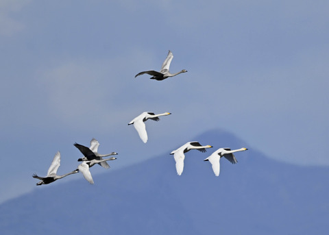 オオハクチョウ親子0031