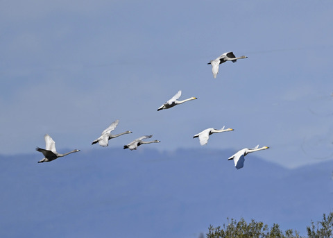 オオハクチョウ親子0024