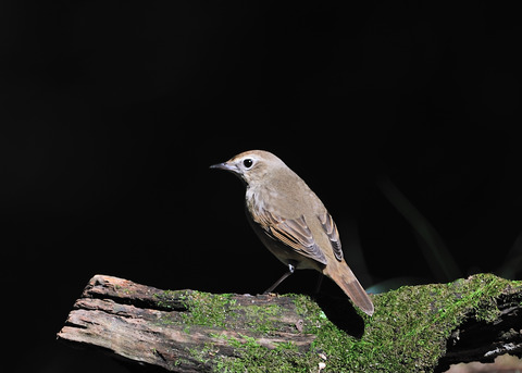 ノゴマ♀3343