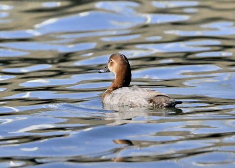 ホシハジロ♀3053
