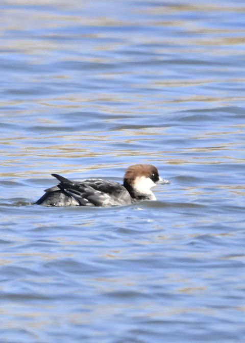 ミコアイサ♀5108