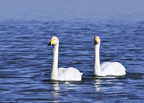 オオハクチョウ5136