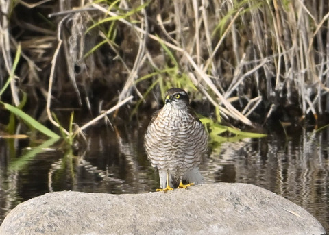 ハイタカ♀2647