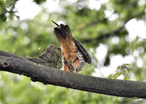 チゴハヤブサ3398