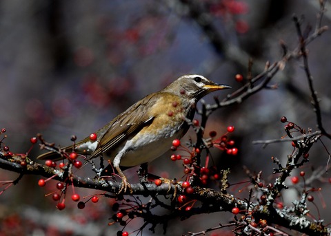 マミチャジナイ0435