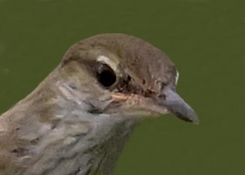 オオヨシキリ9005