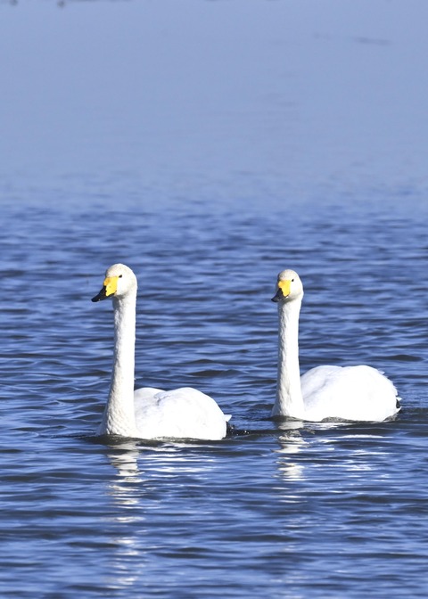 オオハクチョウ5134