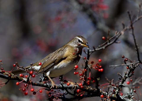 マミチャジナイ0430