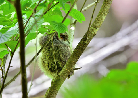 オオコノハズクのヒナ③4058