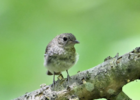 キビタキ幼鳥8740