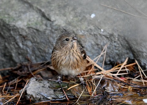 ベニマシコ♀5549
