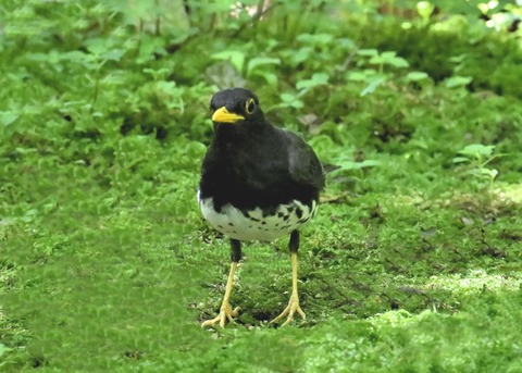 クロツグミ♂4855