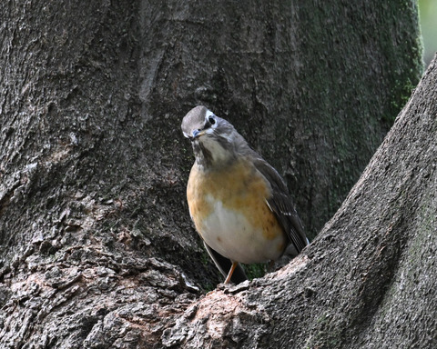 マミチャジナイ9796