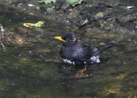 クロツグミ♂4477