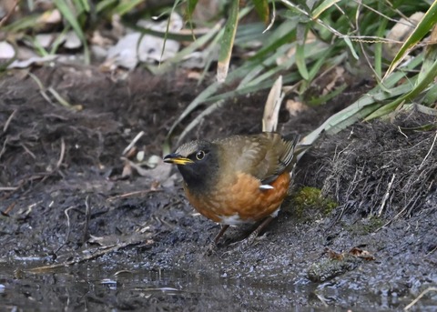 オオアカハラ5280