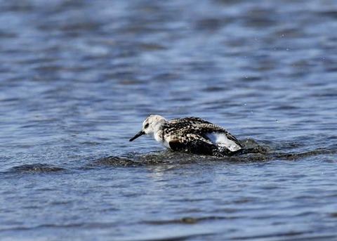 ミユビシギ幼羽8872