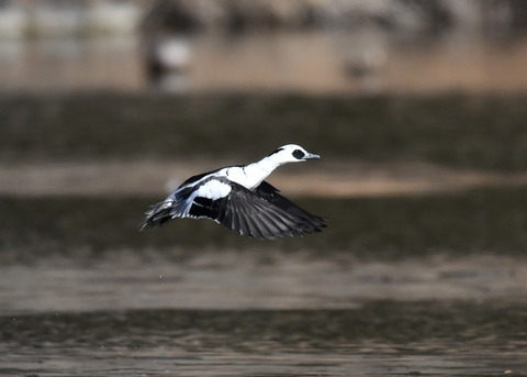 ミコアイサ♂8444