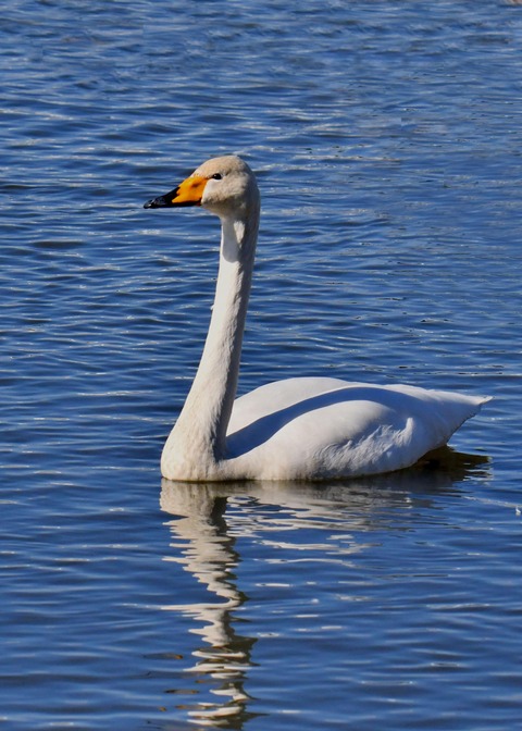 オオハクチョウ7396
