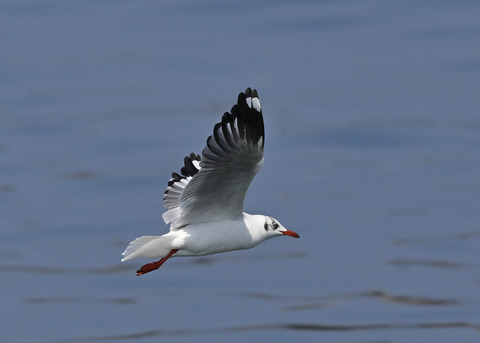 チャガシラカモメ3361