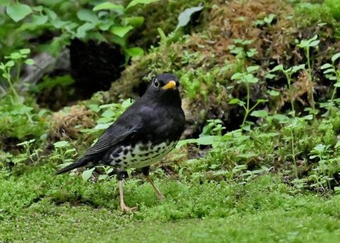 クロツグミ♂2713