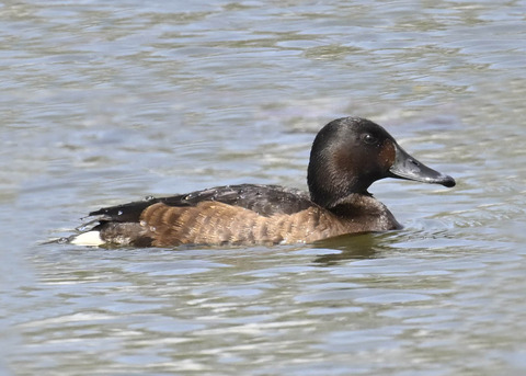 アカハジロ♀3782