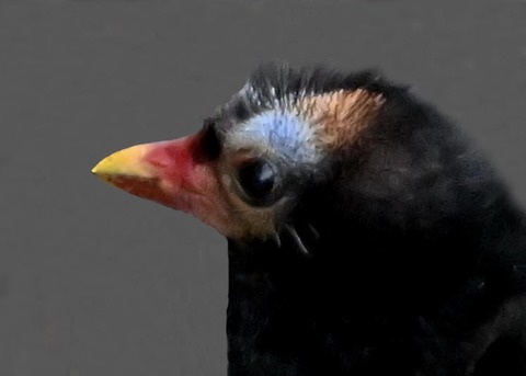 バンのヒナ2000