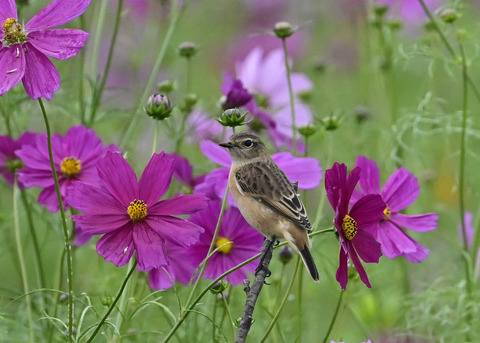 ノビタキ♀0777