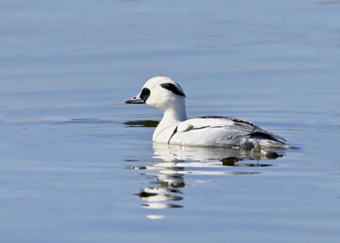 ミコアイサ♂0168