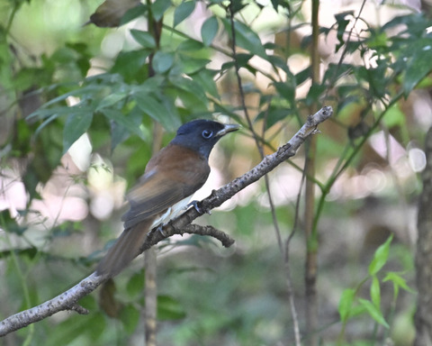 さんこうちょう8030