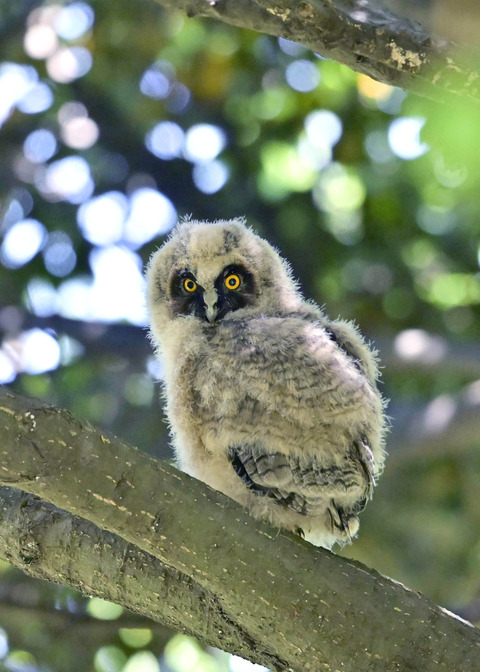 トラフズクのヒナ7726