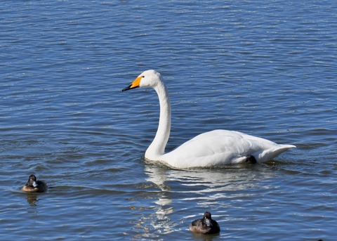 オオハクチョウ7422