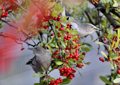 カラムクドリ1316