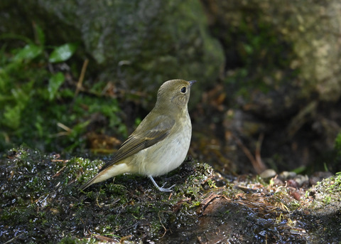 キビタキ♀3222