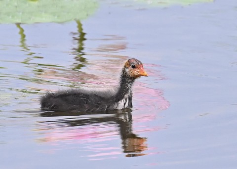 オオバンのヒナ1423