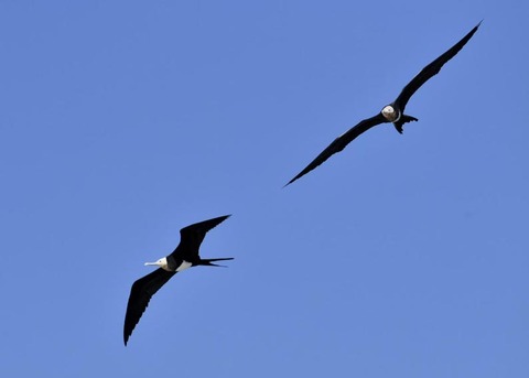 オオグンカンドリ7650