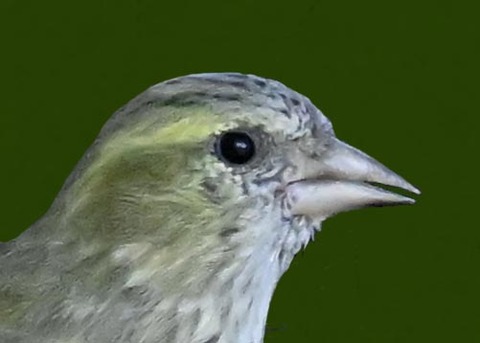 マヒワ♀1001