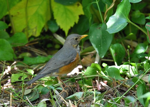 カラアカハラ若♂4662