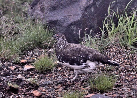 ライチョウ夏羽♂3010