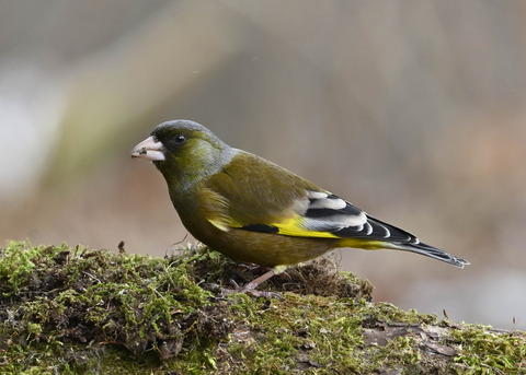 オオカワラヒワ♂1196